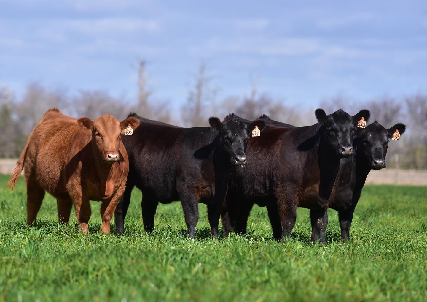 Vaca mirando de frente